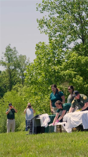 Bobcats are back in Ohio — and we couldn’t be more excited about it! This latest clip from our new film Ohio: Wild at Heart shows wildlife rehabilitators releasing young orphaned bobcats back into the wild - tails twitching, eyes wide, totally ready to explore their new home. Once rare to see, these wild cats are making a big comeback - proof that nature bounces back when we give it a chance. See where the film’s playing at ohiothemovie.com! #OhioWildAtHeart #OhioTheHeartofItAll #ODNR #OhioDNR #