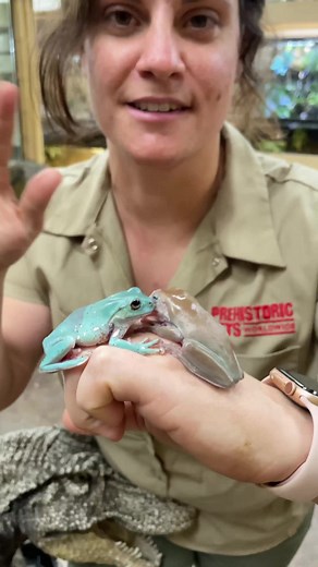 126K views · 3.1K reactions | Have you seen all these different frogs?朗 . . . #frog #cute #hungry #jump #cutie #wow #awesome #funny #funnyvideos #beautiful #colors #time #wow #wildlife #fbpost #animals #animallovers #life #fun #wild #AmaZing #video #moment #facebook #fb #post | The Reptile Zoo | Facebook