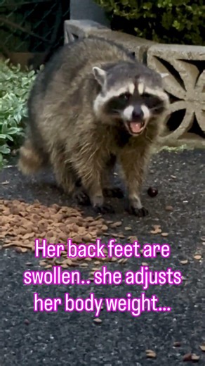 This is the elder raccoon in the neighborhood! She was missing! I’m grateful she’s ok! #trending