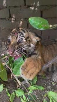 Dangerous Tiger Cub Roaring Video | Angry Baby Tiger