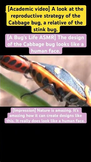 [A Bug's Life ASMR] The design of the Cabbage bug looks like a human face. #insects #nature #4k