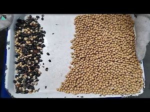 SG Soybean Sortex Machine/Color Sorter Machine/Sorting Machine