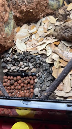 Franks exotics on TikTok