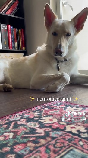 #mytypeofdog #dog #dogsoftiktok #fyp #dogtok