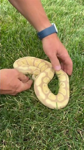 Candy Het Hypo #candyballpython #ballpython #snake on