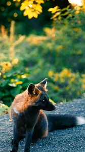 Born in flame. Named by folklore. This is the Fire Fox 🔥🦊 #fox #rareanimals | Discvr Blog