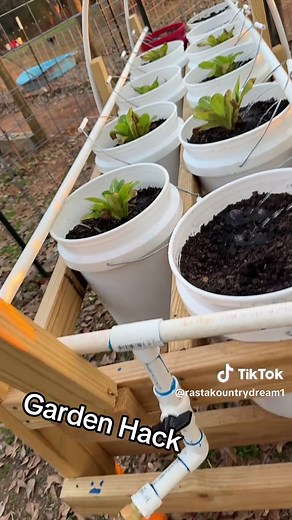 DIY beginner gardening tips 😶‍🌫️🌿. #relateable #smallgarden #plantlove #horticulture #vegetablegarden