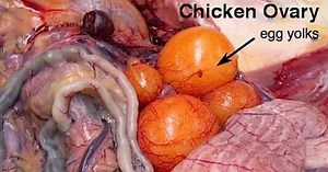 Eggs: What Are You Really Eating?