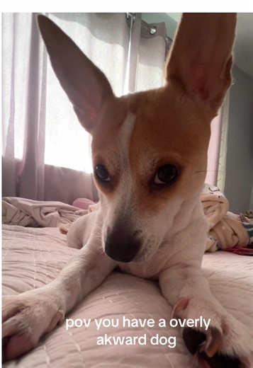 Meet the Dog with a Staring Problem