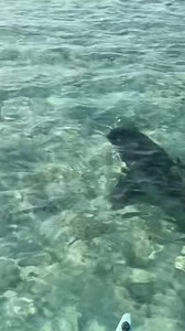 1M views · 10K reactions | Did you know when protecting itself from predatory attacks, a sea turtle will strategically turn their shell in the direction of a shark's mouth to prevent a bite of its flippers or softer parts and will rapidly swim in the opposite direction to avoid being caught? #lastmangoboatworks #seethegoodside #whatdoyoulivefor | Last Mango Boatworks | Facebook