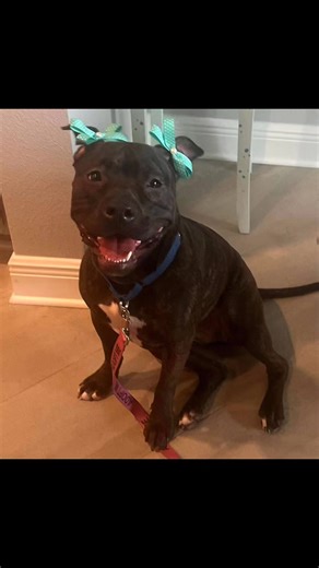 Featuring Daisy and all her doggie 💕 friends Manatee County Animal Welfare 305 25th St W Palmetto FL 🤗🐾❤️ 941-742-5933 | For the Love of Dogs- foster, adopt, & volunteer at MCAW