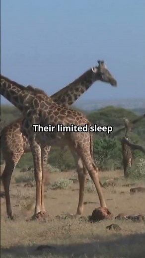 The Unique Sleep Habits of Giraffes: Nature’s Giants Explained!