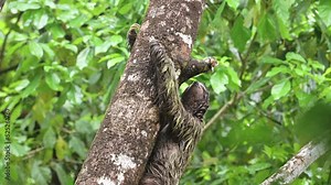 Sloth in Rainforest, Costa Rica Wildlife, Climbing a Tree, Brown Throated Three Toed Sloth (bradypus variegatus) Moving Slowly in Tree in Jungle in Tortuguero National Park, Central America