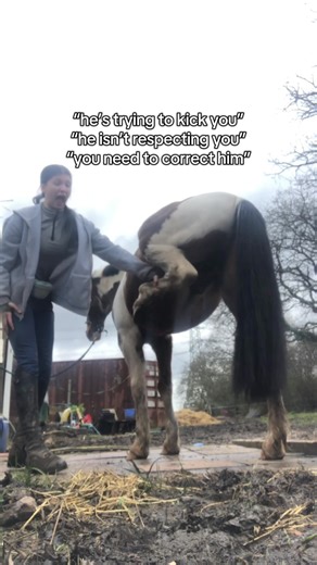 Understanding Horse Behavior and Training Techniques