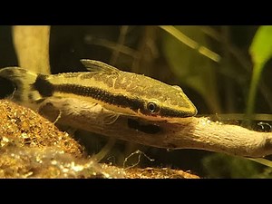 Aquarium mit Holz aus dem Garten gestalten- Was geht und was sollte man beachten?