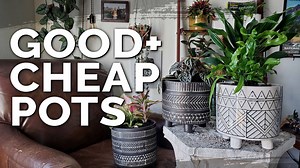 412K views · 3.6K reactions | Where do you get your indoor plant...