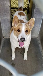 1.6K views · 103 reactions | ***RESCUED!  3/29/20*** BACK ON...