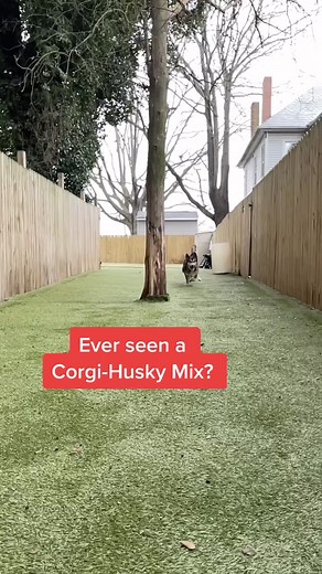 Adorable Corgi-Husky Mix Compilation