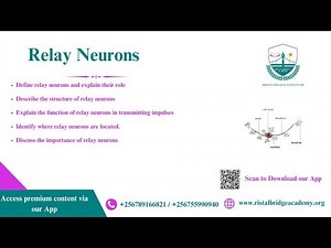 Relay Neurons