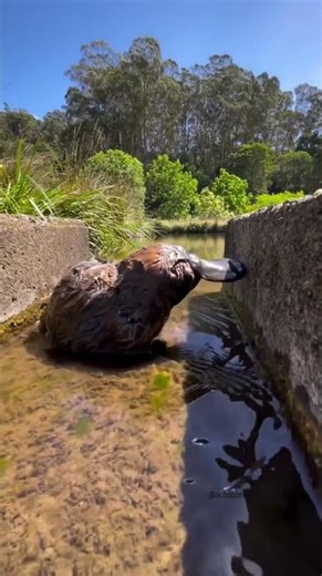 Platypus Living Its Best Life 🦆✨🐾 Australia’s Cutest Little Oddball 💖🥹