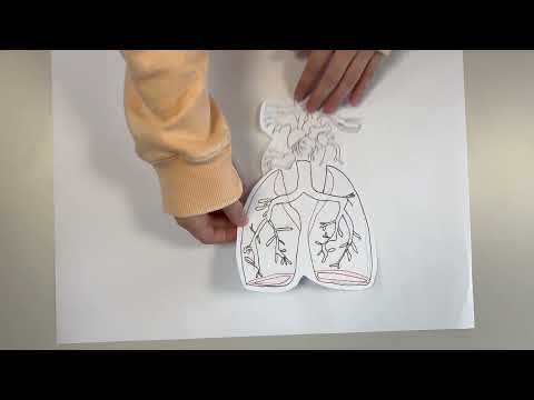 Blutkreislauf Erklärvideo