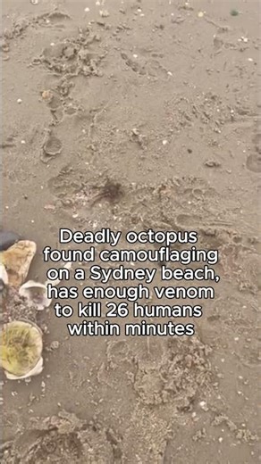 Deadly blue-ringed octopus spotted in Sydney
