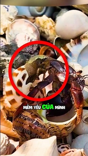 HOW SNAILS BORROW SOULS AND CHANGE SHELLS | 😨 (Did You Know) #fact #amazingfacts #snailschangings...