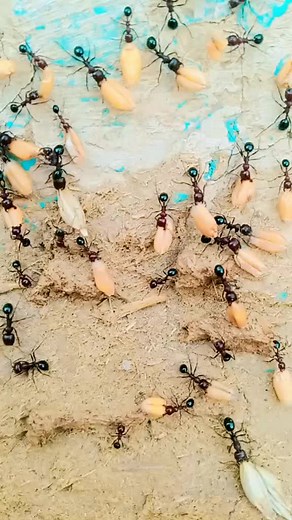 Ants Working Together to Transport Food Across Sand