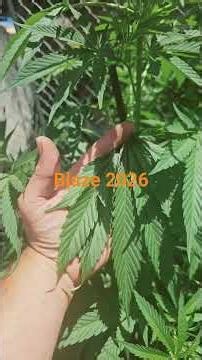 #Blaze 2026
