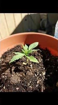 KJRPxJTR male cannabis plant growth time lapse