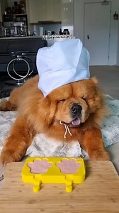 Mishka's cooking show is called ‘Barking Good Eats’ - today’s special: Drool-worthy strawberry yogurt ice cream! 🍦🐾 Ingredients: natural yoghurt, strawberry, and small amount of chia seeds. #cookingshow #dogcookingshow #strawberry #yogurticecream #chowchow #fluffydog #dogsoffacebook #dog #doglife | MishkaChow