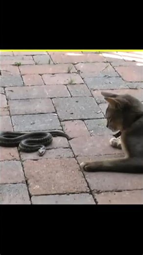 Why Do Cats Win To Snakes #facts #cat #snake #shorts