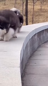 23K views · 176 reactions | Funny cute Puppy falling down | Impossible Not to Like Animals | Facebook