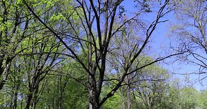 deciduous trees with green foliage in the spring season, sunny weather in the spring season in the park