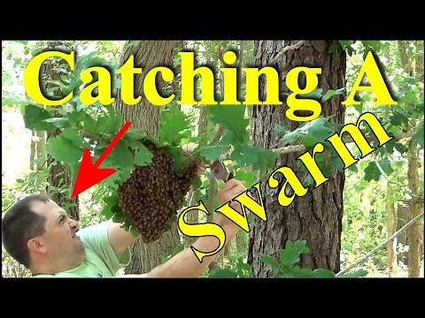 Beekeeping : How To Catch A Swarm - Two Ways To Capture Thousands Of Honey Bees