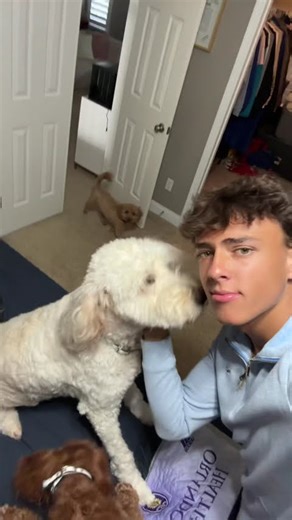 How many dogs do you count