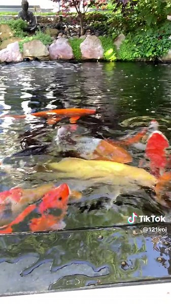 Happy Koi Fish Pond on a Beautiful Summer Morning