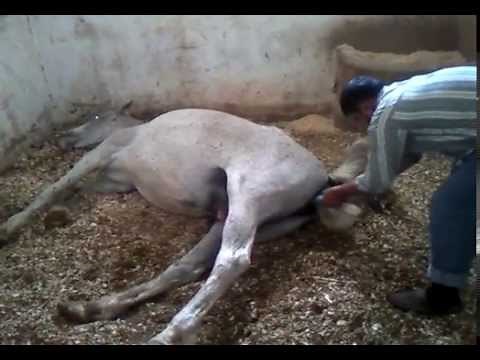 Horse giving birth