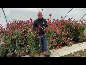 Red Robin Evergreen Hedging