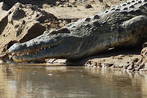 275K views · 2.3K reactions | Croc feast... Did you know Nile...