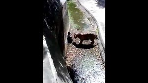 Un tigre blanc attaque un homme tombé dans son enclos