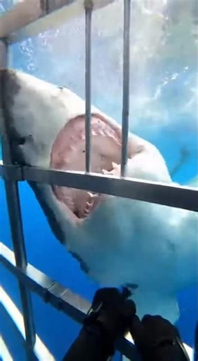 The deep sea remains one of Earth’s last mysteries. #shark #shorts