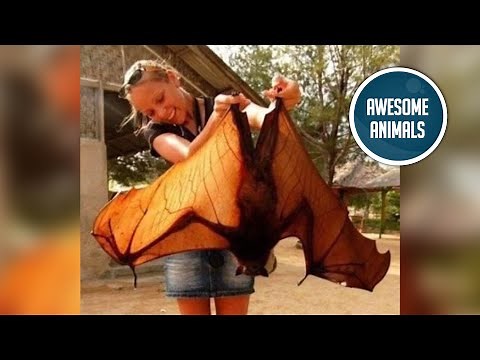 Giant golden-crowned flying fox (mini documentary)