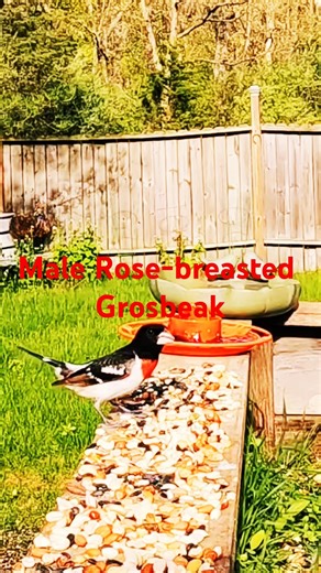 Male Rose-Breasted Grosbeak (Wisconsin)