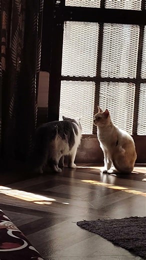 Cat fight or cat play? 😼🐾 #CatFun #CatLife #CuteFight