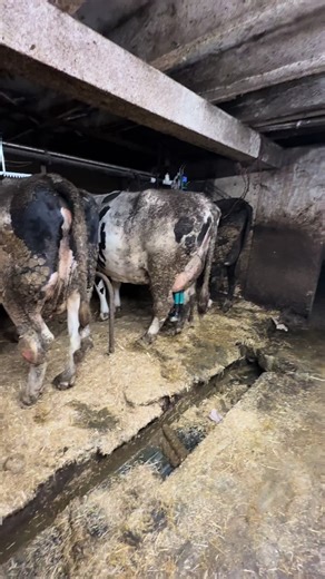 Dairy Farming: Insights into Milking Time Practices