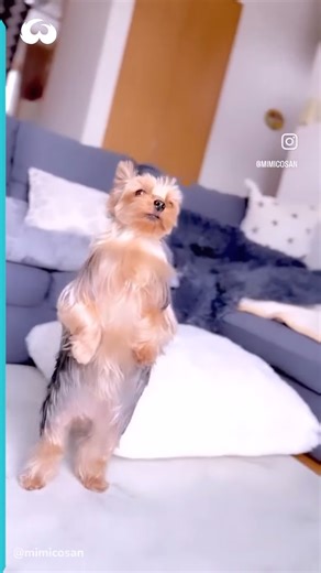 This Amazing Yorkie Loves Dancing! | Pet World