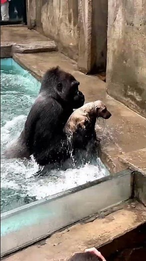 Gorilla Saves Drowning Dog in Zoo Moat – Heartwarming Rescue!