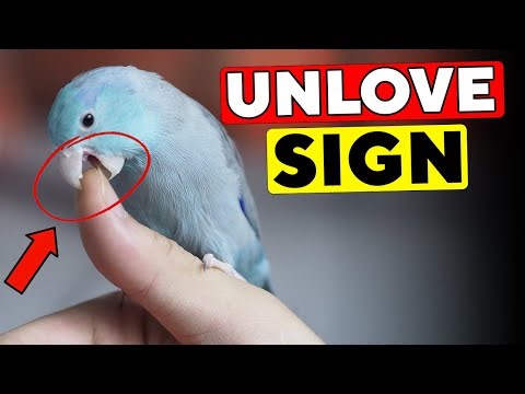 15 Signs Your Parrot HATES You (or Just Tolerates You)