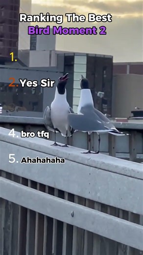 Ranking The Best Birds Moments😱 #shorts